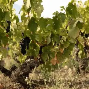 Safari nologique au Domaine Riberach près de Perpignan pas cher