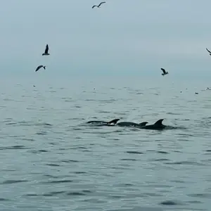 Sortie en Mer à la rencontre des Dauphins à Port Leucate