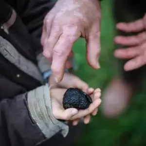 Atelier Dégustation de Truffes près de Bollène pas cher