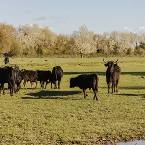 Randonnée Safari en 4x4 à Arles