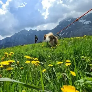 Balade en Cani-Rando à Mont-Saxonnex pas cher