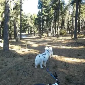 Balade en Cani-Rando au Cambre-d'Aze près de Font-Romeu
