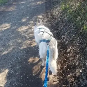 Balade en Cani-Rando près d'Evian-les-Bains pas cher