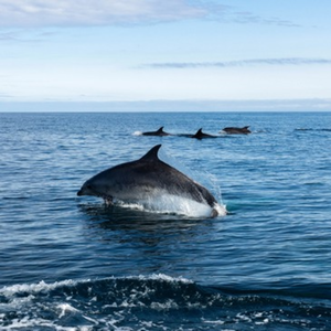 Balade en Bateau à Saint-Jean-de-Luz