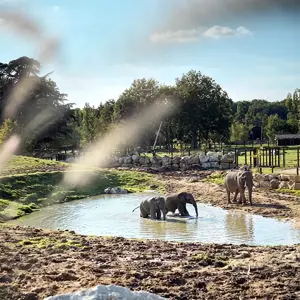 Dormir avec les Éléphants au Zoo de Thoiry pas cher