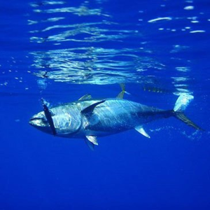 Pêche au Gros en Atlantique à Capbreton pas cher