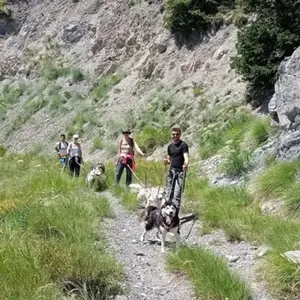 Balade en Cani-rando à Auron pas cher