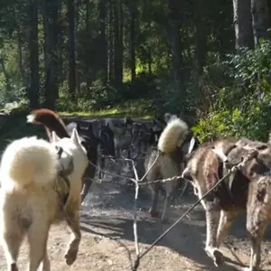 Promenade en Cani-kart près de Thonon-les-Bains