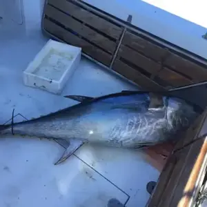 Pêche au Gros à Port Leucate pas cher