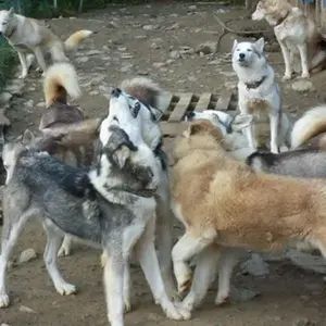 Randonnée Estivale en Chiens d'Attelage près de Grenoble pas cher