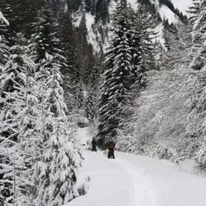 Conduite d'un Attelage de Chiens près de Thonon-les-Bain