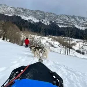 Randonnée en Chiens de Traîneau dans la Station des Coulmes pas cher