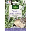 Image de Cataire "Menthe des Chats" (Nepeta cataria) - Grand Modèle