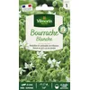 Image de Bourrache Blanche