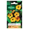 Image de VILMORIN - THUNBERGIA ALATA