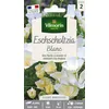 Image de Eschscholtzia Blanc
