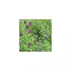 Image de Vilmorin - Engrais Vert Luzerne Flamande 500G