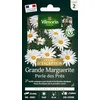 Image de Grande Marguerite Perle des Prés - Graines d'Exception