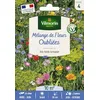 Image de Fleurs Oubliées - 10 m² - Mélange de fleurs