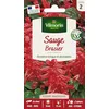 Image de Sauge Brasier