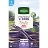 Image de Vilmorin - Graines de Haricot violet sans fil VELOUR très fin - 5 mètres