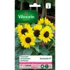 Image de Tournesol Suntastic HF1 - Graines d'Exception