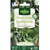 Image de Chicorée à Feuilles Grumolo Verde - Cuisine du Monde