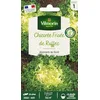 Image de Chicorée Frisée de Ruffec