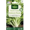 Image de Chicorée à Feuilles Améliorée Blonde