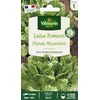 Image de Laitue Romaine Blonde Maraîchère