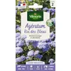 Image de Agératum Roi des Bleus