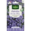Image de Aubriétia Roi des Bleus