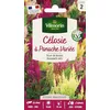 Image de Célosie à Panache Variée