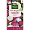 Image de Reine-Marguerite Princesse Super Géante Variée