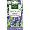 Image de Sauge Victoria