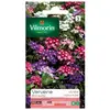 Image de Verveine Brio Variée
