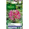 Image de Vilmorin 5232641 Fleur Rose 9 x 0,5 x 16 cm