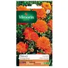 Image de Souci Orange King
