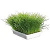 Image de Herbe à chat dépurative naturelle à faire pousser/ZOLUX