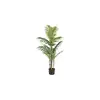 Image de Plantes assorties en pot ARECA