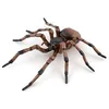 Image de Papo Figurine Araignée Réaliste Collection Animaux des Jardins Enfant 3 Ans