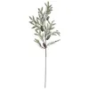 Image de Atmosphera - Branche Sapin pdp h70