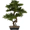 Image de Atmosphera - Bonsaï Artificiel polin Pot en céramique h86cm