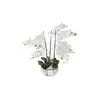 Image de Orchidée en pot
