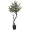 Image de PLANTE OLIVIER H.140