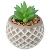 Image de ATMOSPHERA CREATEUR D'INTERIEUR Pot de Ciment Succulent