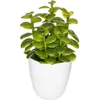 Image de Atmosphera - Plante succulente et Cactus H18 - Modèle 2