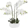 Image de Orchidée SANA G ORCHIDEE L.61.5 cm