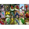 Image de Puzzle 1500 pièces - Collage - Oiseaux Colorés