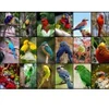 Image de Grafika Collage - Oiseaux Colorés